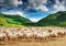 herd sheep pictures