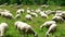 Herd of sheep along the long-distance hiking trail Neckarsteig