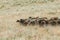 Herd of sheep on beautiful mountain meadow