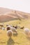 Herd of sheep on beautiful mountain meadow