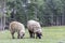 Herd of sheep on beautiful mountain meadow in Kumrat valley