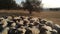 Herd of sheep with black faces and beige bodies standing close together