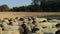 Herd of sheep with black faces and beige bodies standing close together