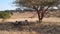 Herd of sheep with black faces and beige bodies standing close together under a large tree