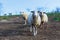 Herd of sheep of breed Suffolk and German merino are grazing on