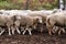 Herd sheep. Breeding animals. Cold autumn