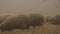 Herd of sheep crosses the yellow meadow. Shot. Close up for sheep cattle crossing foggy field.