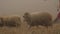 Herd of sheep crosses the yellow meadow. Shot. Close up for sheep cattle crossing foggy field.