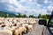 Herd of sheep crossing the road in mountains near Tbilisi, Georgia