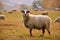 Herd of sheep feed in the meadow, a sheep in foreground looks straight into the objective