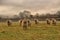 A herd of Sheep in a field on Dartmoor all looking the same direction