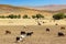 Herd of Sheep and Goats in dry landscape.