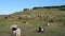 Herd of Sheep and Goats in the Pasture and Flying Birds