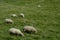 Herd of sheep at the grassland