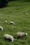 Herd of sheep at the grassland