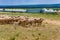 Herd of sheep in the grassland of Inner Mongolia