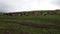 A herd of sheep graze in evening on green hills