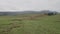 A herd of sheep graze in evening on green hills