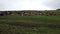 A herd of sheep graze in evening on green hills