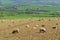 Herd of sheep graze on the farmland in Axe Valley