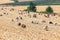 Herd of sheep grazing on agricultural field