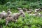 Herd of sheep grazing along the Teton Pass near the Idaho and Wyoming state border