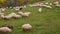 Herd of Sheep Grazing - Autumn Scene