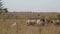 Herd of sheep grazing in field under open boundless sky, in distance on blurred background on black horse sits shepherd