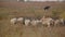 Herd of sheep grazing in field under open boundless sky, in distance on blurred background on black horse sits shepherd