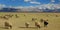 herd of sheep grazing in grassland near lake in ladakh.