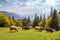 Herd of sheep grazing high in the mountains in autumn on alpine meadow