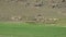 Herd of Sheep Grazing on Hillside Topography