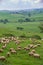 A herd of sheep grazing on a lush, green Tuscan hillside.