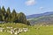 Herd of sheep grazing on lush mountain meadow