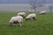Herd of sheep grazing on a meadow in Fellbrig Hall, Norfolk, UK