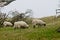 Herd of sheep grazing on a meadow in Fellbrig Hall, Norfolk, UK