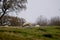 Herd of sheep grazing on a meadow in Fellbrig Hall, Norfolk, UK