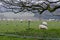 Herd of sheep grazing on a meadow in Fellbrig Hall, Norfolk, UK