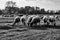 A herd of sheep grazing in a meadow in the Warta River backwaters