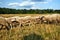 A herd of sheep grazing in a meadow in the Warta River backwaters