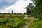 A herd of sheep grazing in a meadow in the Warta River backwaters