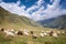 Herd of sheep grazing near Pourtalet pass, Ossau valley in the Pyrenees France