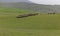 A herd of sheep grazing next to the ancient mausoleums