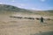 herd of sheep grazing on pasture in rocky mountains, Indian