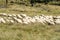 A herd of sheep grazing in pastures in Romania. Mountainous pastures with green grass. Driving the herd into the valley to milk