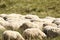 A herd of sheep grazing in pastures in Romania. Mountainous pastures with green grass. Driving the herd into the valley to milk