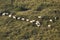 A herd of sheep grazing in pastures in Romania. Mountainous pastures with green grass. Driving the herd into the valley to milk