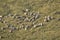 A herd of sheep grazing in pastures in Romania. Mountainous pastures with green grass. Driving the herd into the valley to milk