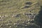 A herd of sheep grazing in pastures in Romania. Mountainous pastures with green grass. Driving the herd into the valley to milk