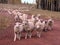 Herd of sheep grazing on a rural grassy field